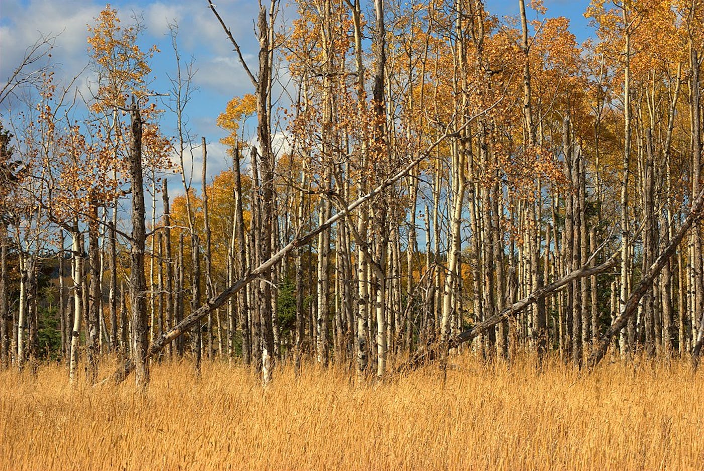 Northern Prairie & Aspen Forests (NA12)